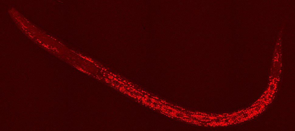 Picture of a nematode. (Image: Roberta Galli, TU Dresden)