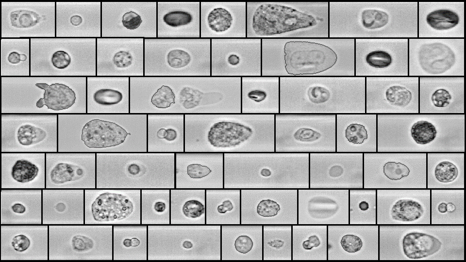 Representative microscopic images of different cells obtained with RAPID