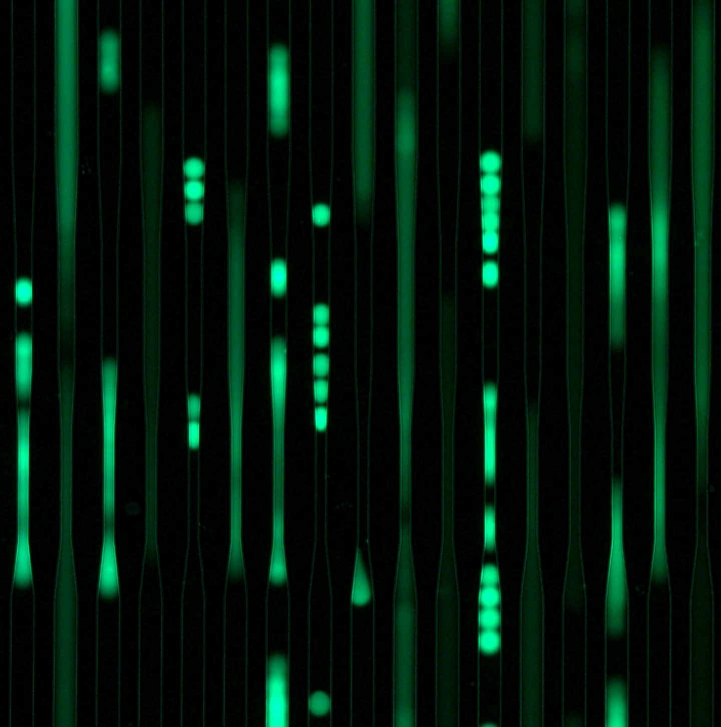 Fluoreszierende weiche Kunststoffkügelchen passieren die sich verengenden Kanäle eines Biochips. Foto: MPZPM, Salvatore Girardo